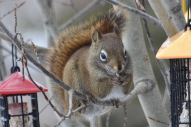 Sweet Squirrel Spruce Grove, Alberta, CA