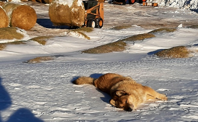 napping on the job! Vegreville, AB