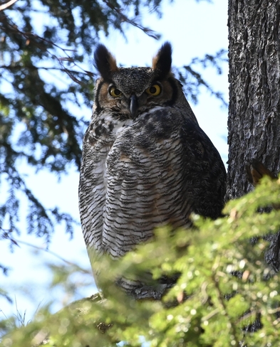 Great Horned Owl Dundas, Ontario, CA