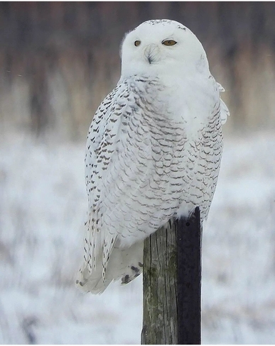 Snowy Owl St. Catharines, ON