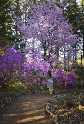 les belle couleurs du printemps Saint-Colomban, QC