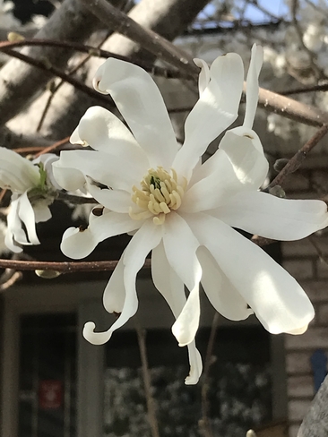 Magnolia Sault Ste. Marie, Ontario, CA