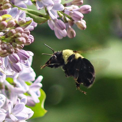 Buzz buzz, little bee Frankford, Ontario, CA