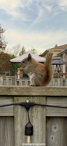 Squirrel Friends Tottenham, Ontario, CA