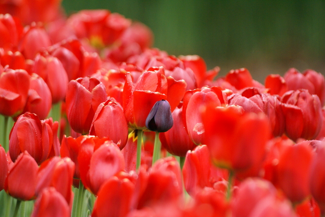 Tulip festival Ottawa, Ontario, CA
