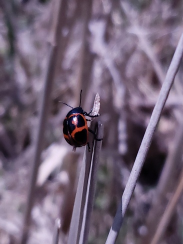 Ladybug Whitby, ON