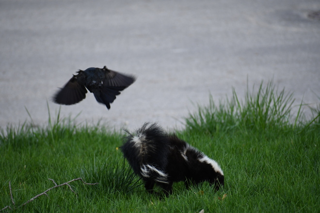 The Black Bird vs. Skunk. Guelph, ON