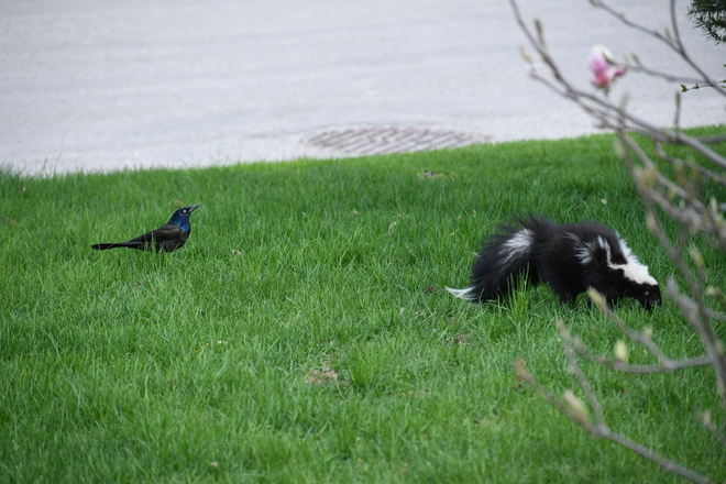 The Black Bird vs. Skunk. Guelph, ON