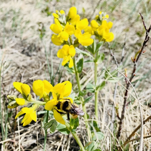 Bee Calgary, Alberta, CA