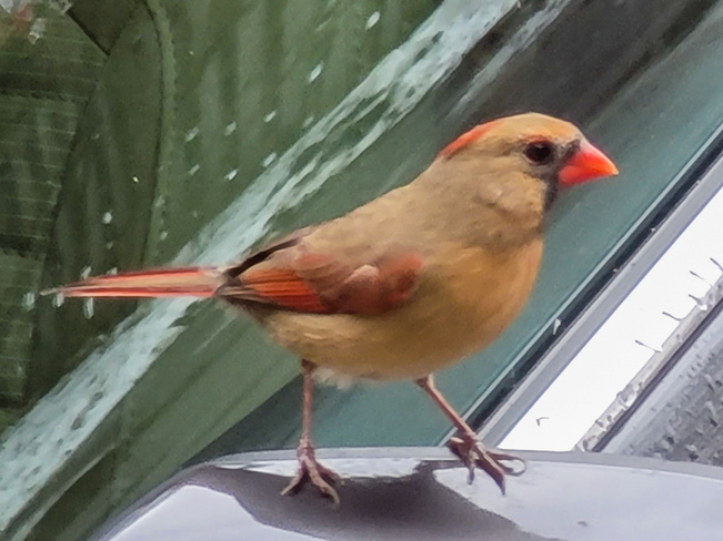 female cardinal Napanee, ON