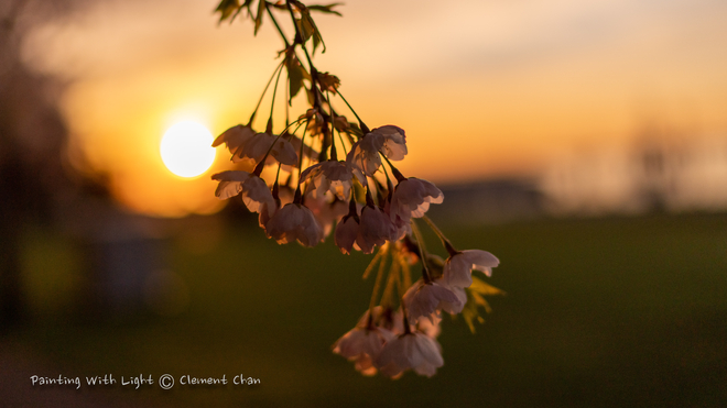 Sunrise and Cherry Blossoms Burlington, Ontario, CA