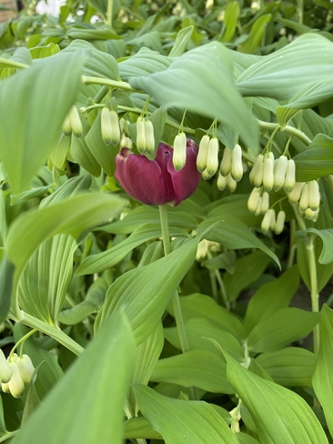 Hidden Tulip Yonge-Eglinton, Ontario, CA