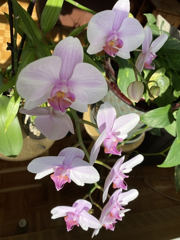 Orchid Toronto, Ontario, CA