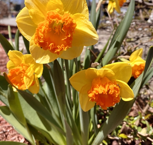 Spring blooms Bowmanville, Ontario, CA