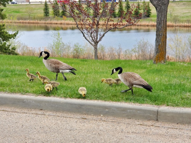 Canada Geese goslings Edmonton, AB