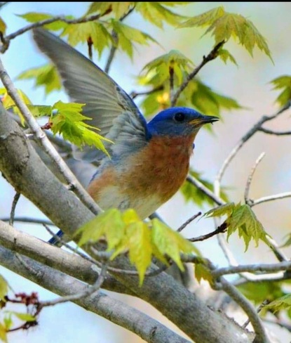 Blue bird Eganville, ON