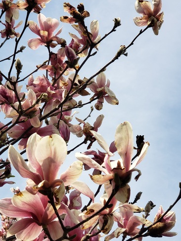 magnolias East Zorra-Tavistock, ON