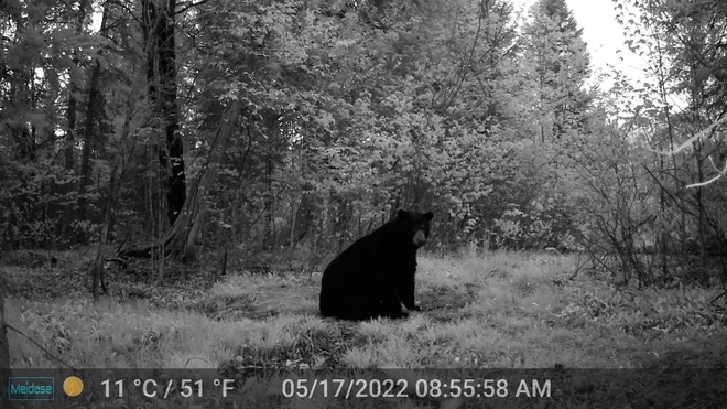 Black bear Ryerson, Ontario, CA