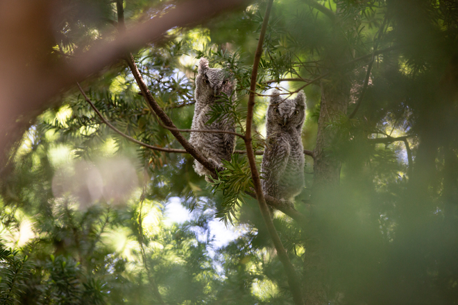 Baby screech owl Chatham-Kent, Ontario, CA