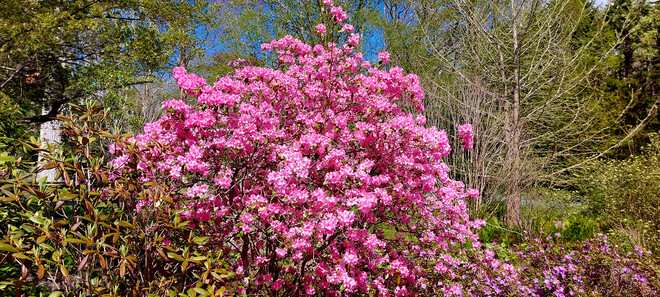 Rhododendrons Annapolis Royal, NS