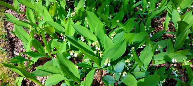 Lily of the Valley Annapolis Royal, NS