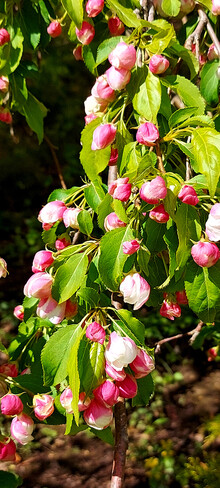 Apple Blossom Time Annapolis Royal, NS