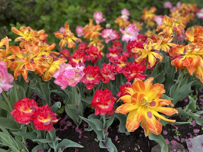 Vibrant flowers. Ottawa, Ontario, CA