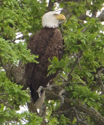 Eagle in Beckwith Beckwith, Ontario, CA