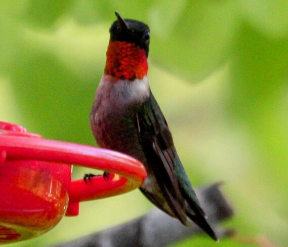 Ruby throated hummingbird Brampton, ON