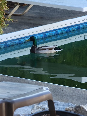 Canard dans notre piscine 2 Trois-Rivières-Ouest, QC