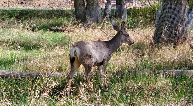 Deer at Inglewood Bird Sanctuary Calgary, AB