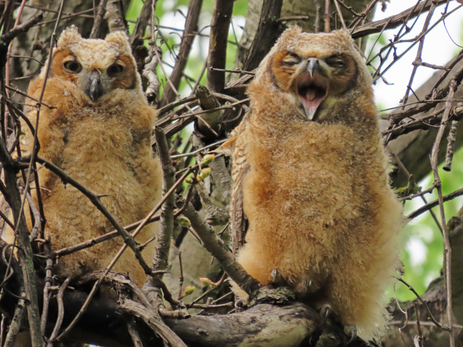 2 Great Horned Owlets, Roosting and Yawning Whitby, ON