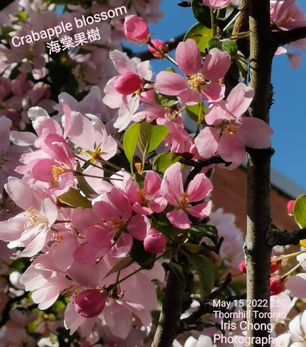 May 15 2022 25C Crabapple blossom - beautiful Sunday morning in Thornhill Thornhill, ON