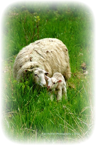 New Born Lamb Norfolk County, ON