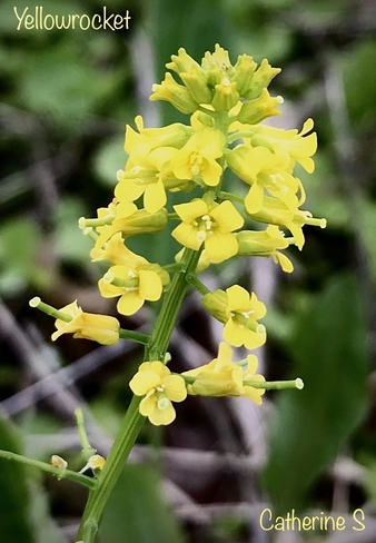 Yellowrocket Herb Toronto, Ontario, CA