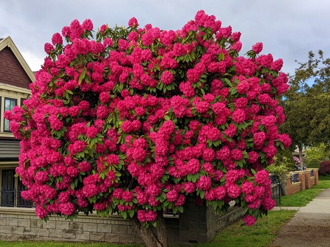 A big pretty rhododendron Vancouver, BC