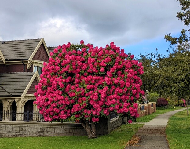 A big pretty rhododendron Vancouver, BC