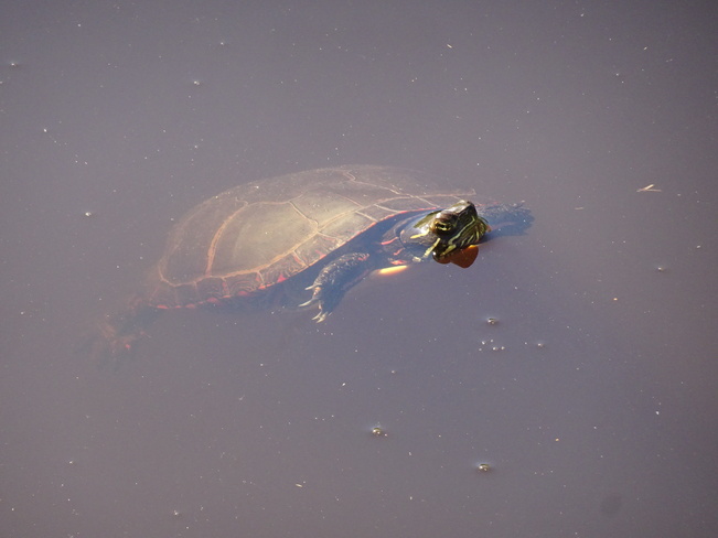 Basking Turtles Sudbury, ON