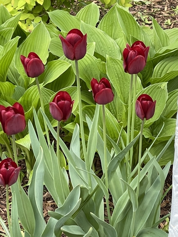 Tulips Cambridge, Ontario, CA