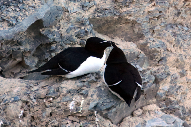 Petits pingoins Rivière-au-Renard, QC