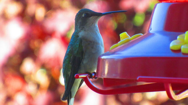 Hummingbirds Prescott, ON
