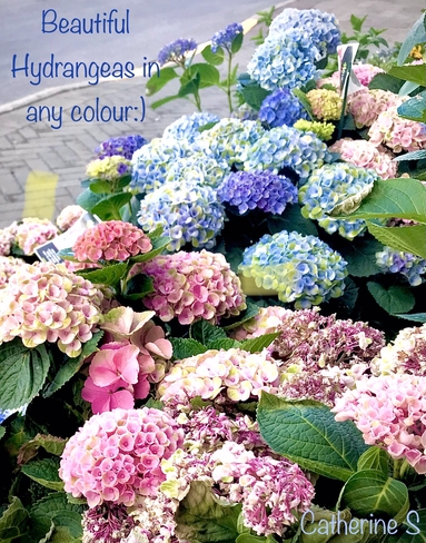 Hydrangeas for Sale Toronto, Ontario, CA