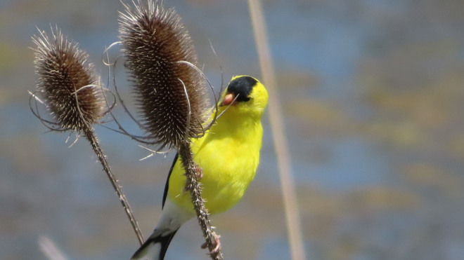 Goldfinch Erieau, ON