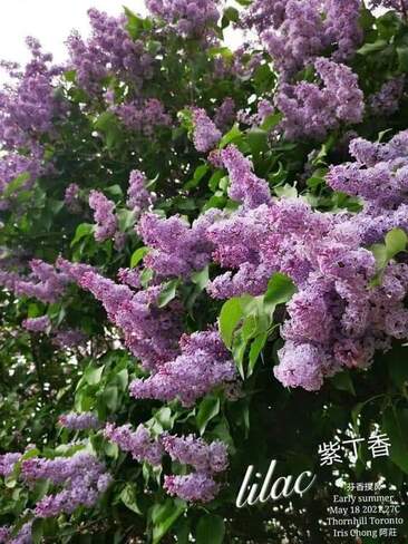 May 18 2022 12C Pretty scented Lilac in Thornhill Thornhill, ON