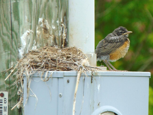 Robin babies leave the nest! Bognor
