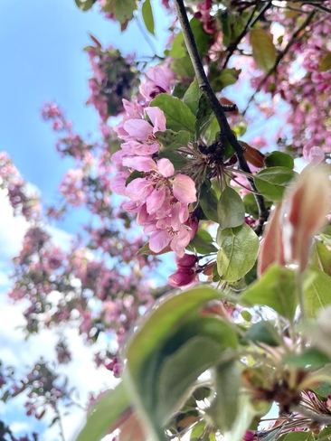 Spring blossoms Bradford West Gwillimbury, Ontario, CA