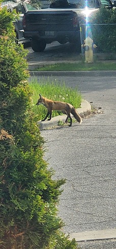Fox Etobicoke, ON