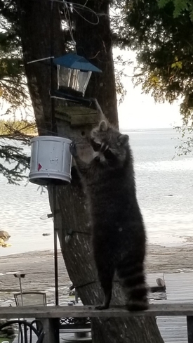 seed thief! Tobermory, ON