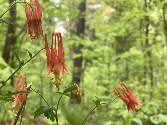 Eastern Red Columbine Parry Sound, Ontario, CA