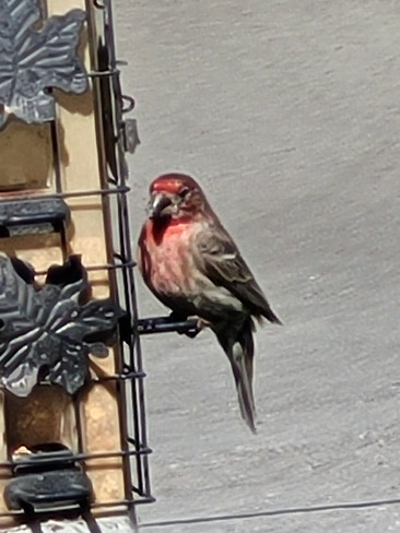 Birdfeeder visitor Welland, ON